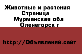  Животные и растения - Страница 8 . Мурманская обл.,Оленегорск г.